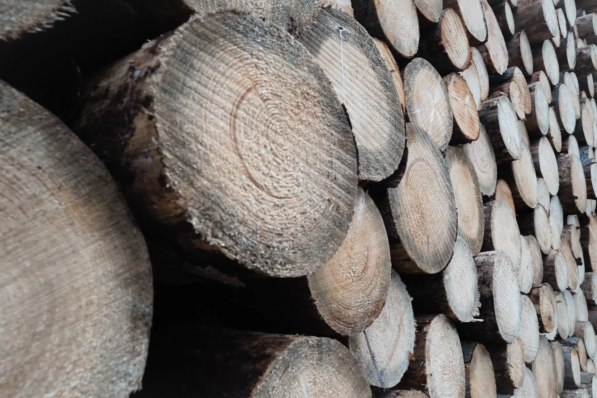 Stacked timber showing growth rings
